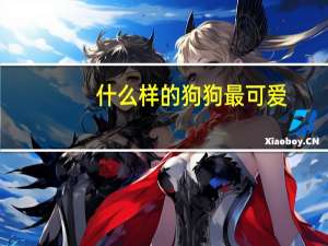 什么样的狗狗最可爱