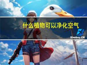 什么植物可以净化空气
