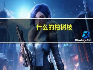 什么的柏树枝