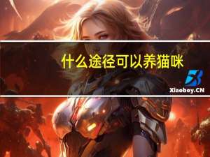 什么途径可以养猫咪