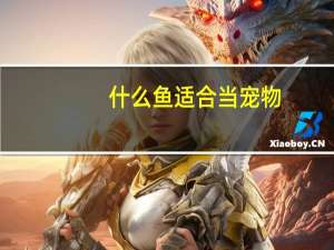 什么鱼适合当宠物