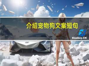 介绍宠物狗文案短句