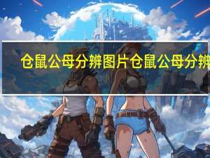 仓鼠公母分辨图片 仓鼠公母分辨图