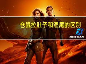 仓鼠拉肚子和湿尾的区别