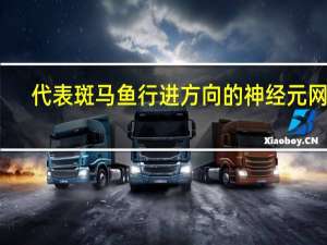 代表斑马鱼行进方向的神经元网络