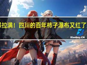 仪“柿”感拉满！四川的百年柿子瀑布又红了 到底什么情况呢