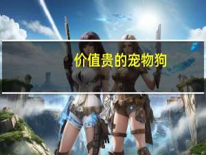 价值贵的宠物狗