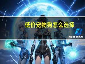 低价宠物狗怎么选择