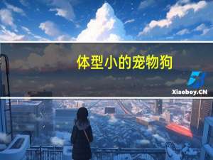 体型小的宠物狗