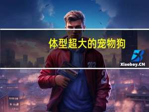 体型超大的宠物狗