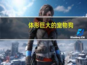 体形巨大的宠物狗