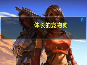 体长的宠物狗