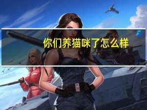 你们养猫咪了怎么样