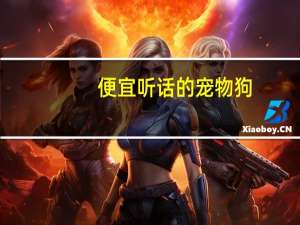 便宜听话的宠物狗