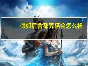 假如宿舍都养猫会怎么样