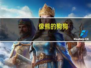 像熊的狗狗