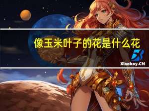 像玉米叶子的花是什么花