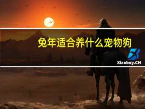 兔年适合养什么宠物狗