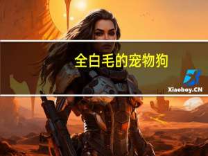 全白毛的宠物狗