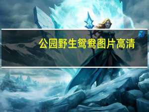 公园野生鸳鸯图片高清（公园野战）