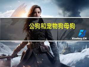 公狗和宠物狗母狗