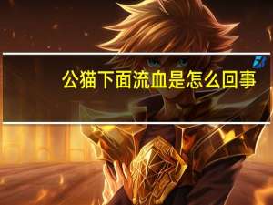 公猫下面流血是怎么回事