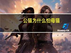 公猫为什么怕母猫