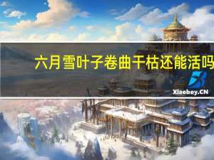 六月雪叶子卷曲干枯还能活吗