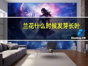 兰花什么时候发芽长叶