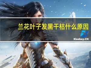 兰花叶子发黑干枯什么原因