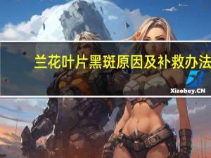 兰花叶片黑斑原因及补救办法