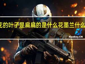 兰花的叶子是扁扁的是什么花墨兰什么时候开花