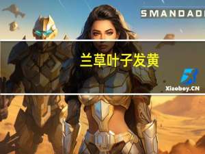 兰草叶子发黄：长期缺肥严重植株会死亡