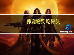 养宠物狗吃骨头