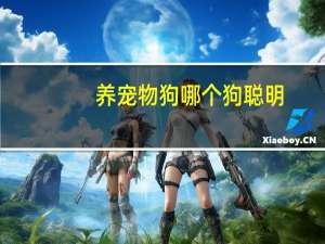 养宠物狗哪个狗聪明