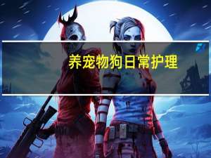 养宠物狗日常护理