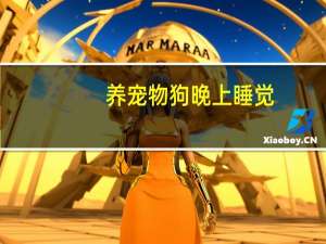 养宠物狗晚上睡觉