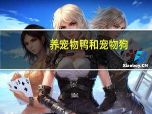 养宠物鸭和宠物狗