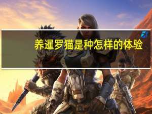 养暹罗猫是种怎样的体验