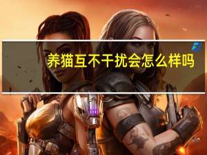 养猫互不干扰会怎么样吗