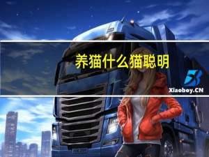 养猫什么猫聪明