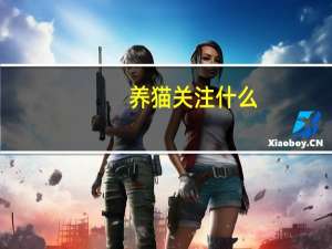 养猫关注什么