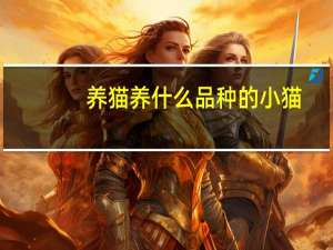 养猫养什么品种的小猫