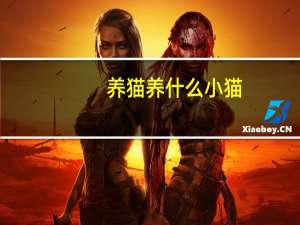 养猫养什么小猫