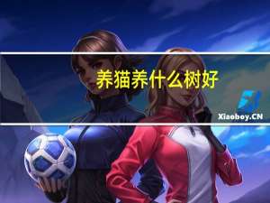 养猫养什么树好