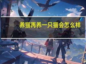 养猫再养一只猫会怎么样