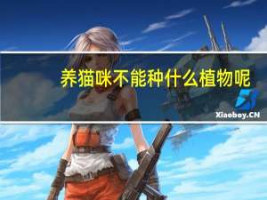 养猫咪不能种什么植物呢