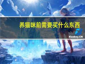 养猫咪前需要买什么东西