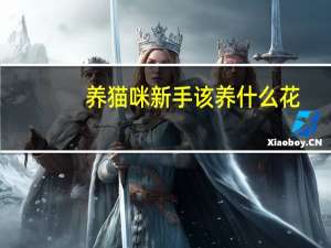 养猫咪新手该养什么花