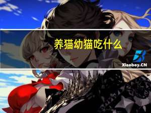 养猫幼猫吃什么